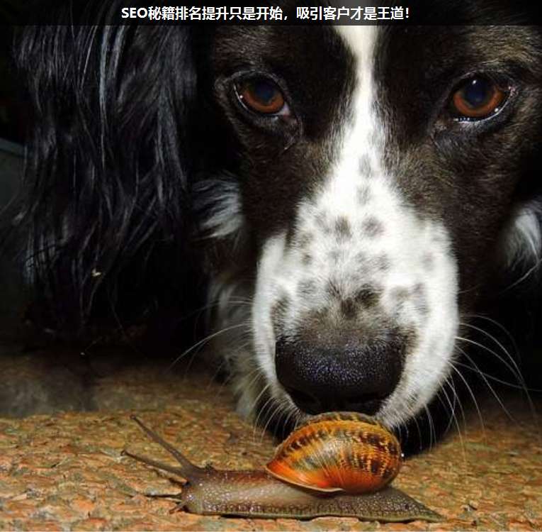 SEO秘籍排名提升只是開(kāi)始,吸引客戶才是王道!