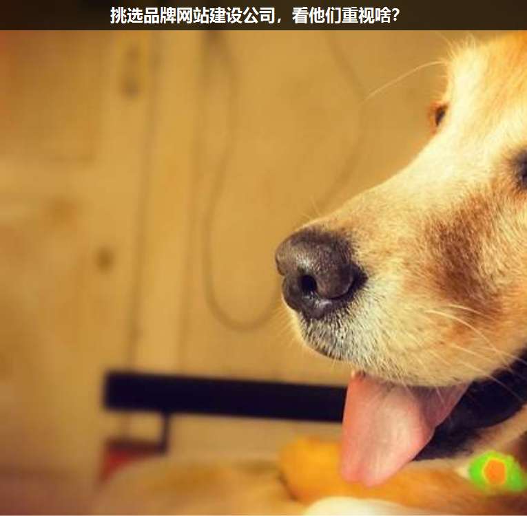 挑選品牌網(wǎng)站建設(shè)公司，看他們重視啥？